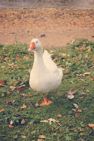A white goose stands on one foot in a clearing in autumn, a vertical frame.の写真素材