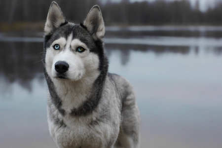 Gray dog breed Husky with different eyes color stands on the shore of the autumn lake