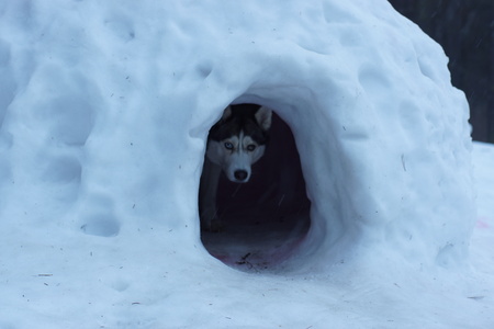 Husky dog breed looks out of a snow cave.の写真素材