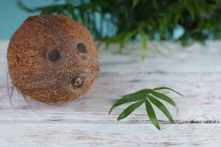 Coconut lies on a white wooden table next to a palm tree.