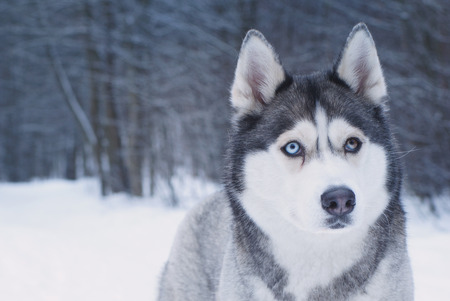 Dog breed Husky with eyes of different colors is in the winter park.の写真素材