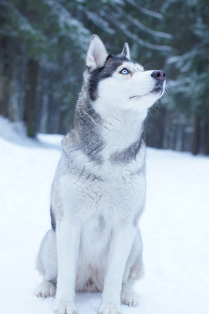 Husky dog breed sits on the snow in the woods in winter and looks at the sky.の写真素材