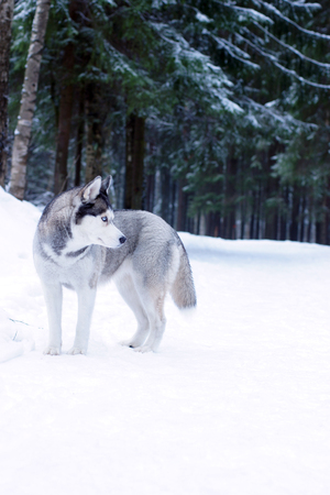 Husky dog breed stands in the snow in the forest in winter and looks back.の写真素材