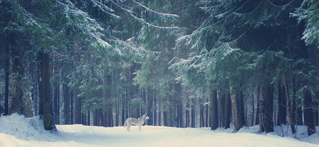 Gray dog breed Husky stands in the winter forest, Christmas trees and paths covered with snow.