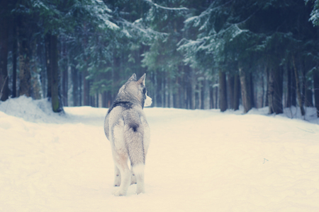 Husky dog breed stands in the snow in the woods in winter and looks into the distance.の写真素材
