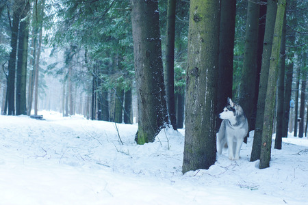 Husky dog breed stands on snow in the woods in winter between large spruce trunks.の写真素材
