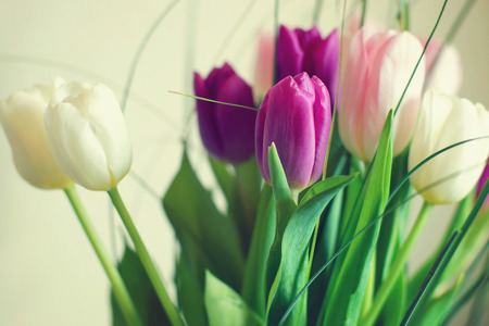 A bouquet of tulips in three colors.の写真素材