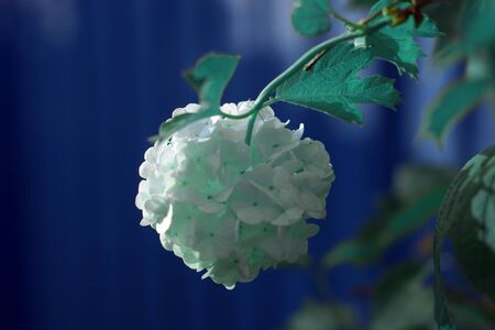 The flowers of white viburnum, like balls, against the background of the fence, blue toning.の写真素材