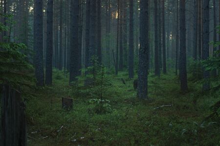 Morning pine forest with fog in the morning before dawnの写真素材