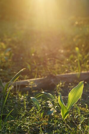 Glade in the forest with a flowering lily of the valley at sunriseの写真素材