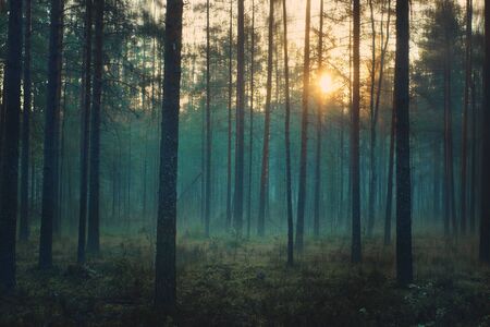 Mystical forest at dawn, blue mist stands between the trunks of the pinesの写真素材
