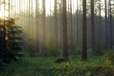 The dawn rays of the sun go to the left and illuminate the pine forest with a glade of lilies of the valleyの写真素材