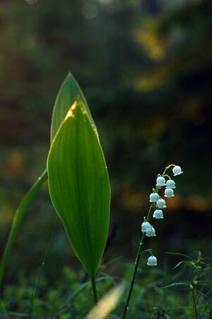 White bells lily of the valley on a dark background of the morning forestの写真素材