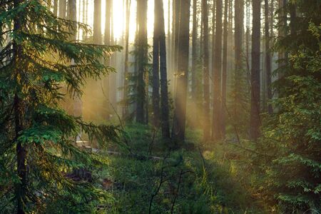 The suns rays at dawn pass through the trunks of trees in the forestの写真素材