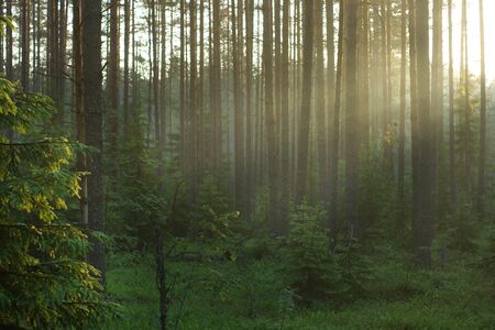 The suns rays go right through the forest, illuminating it.の写真素材