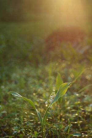 A delicate flower of lily of the valley bloomed in a clearing in the forest at sunriseの写真素材