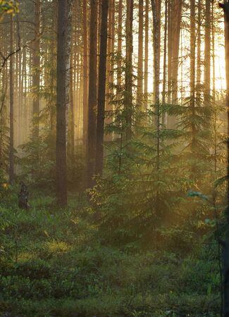 Dawn in the forest, the suns rays penetrate through the pines and trees, painting the forest in a warm colorの写真素材
