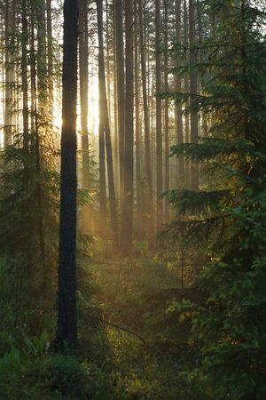 The suns rays penetrate the pines and trees, coloring the forest in a warm color, a beautiful sunrise in the green forestの写真素材