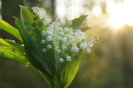 Delicate bouquet of lilies of the valley on the background of the morning dawn in the forest.の写真素材