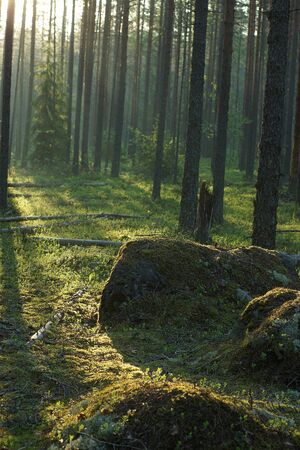 Large stones covered with moss in a pine forest in the morning sunrise.の写真素材