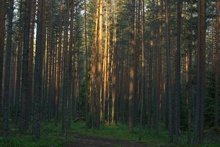 The sun's rays illuminate the trunks of pines in a large forest at dawnの写真素材