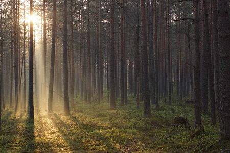 Beautiful sunrise in a pine forest, the warm rays of the sun pass through the trees.の写真素材
