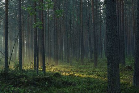 The sun's rays pass through the forest diagonally, lighting the misty pine forest.の写真素材