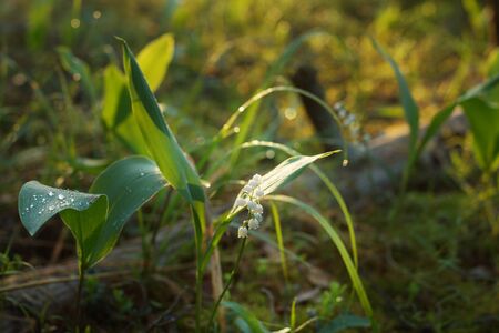 Lily of the valley blossoming flower in the grass at sunrise.の写真素材