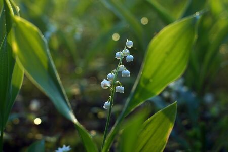 Lily of the valley flower with dewdrops in the morning forest.の写真素材