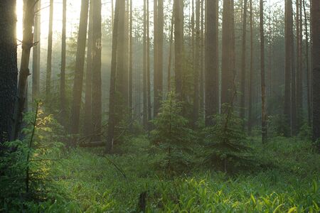 The morning sun in a misty forest illuminates everything with golden lightの写真素材