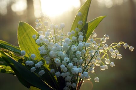 Delicate bouquet of lilies of the valley on a background of forest at sunrise.の写真素材