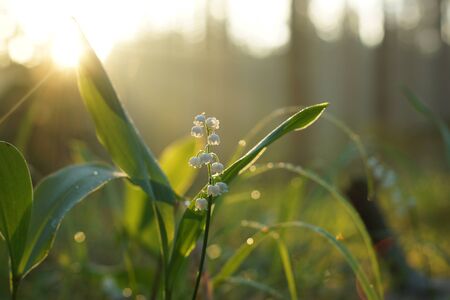 Lily of the valley blooming in the grass at dawn in the middle of the forest.の写真素材