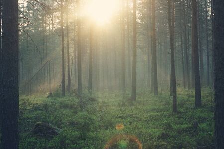 Landscape of the morning forest, bathed in sunlight.の写真素材