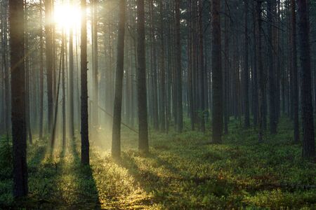 Landscape of the morning forest, with sunshine passing through tall pines.の写真素材