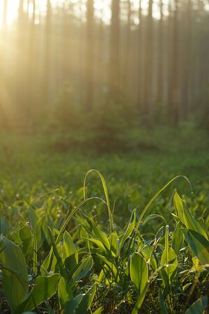 The morning rays of the sun illuminate the glade of lilies of the valley with dew in the forest.