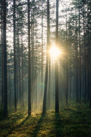 The rays of the morning sun pass through the pine forest in the early morning.の写真素材