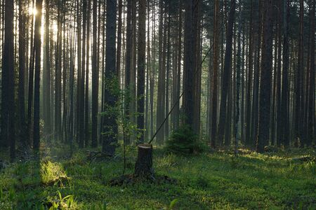 A stump from a newly felled tree stands in the middle of a forest at dawnの写真素材
