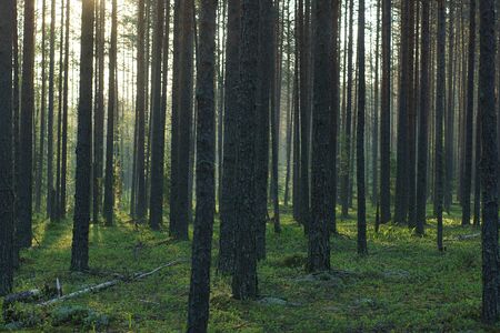 The tall trunks of the pines are lit by the morning sun in the summer, a real pine forestの写真素材