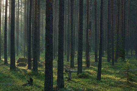 The tall tree trunks are lit by the morning sun in the summer, a real pine forestの写真素材