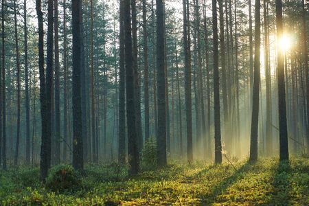 Rays of the morning sun pass through a pine forest in the early morning in the summer.の写真素材