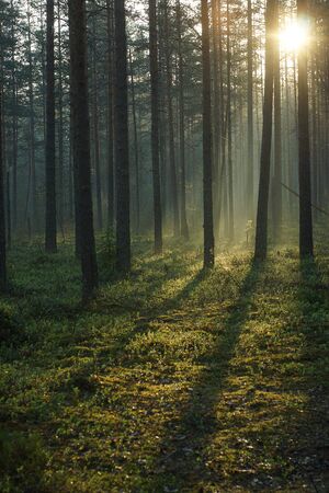 Morning in the forest in Karelia - the region of Russia, pine forest at dawn.の写真素材