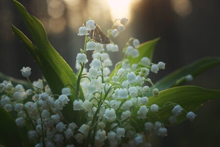 A little butterfly collects nectar from white lily of the valley flowers in a bouquet in the morning.の写真素材