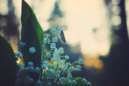 A little butterfly collects nectar from a bouquet of white lily of the valley.の写真素材