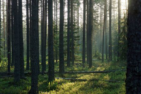 Smooth shadows from straight pine trunks in the morning forest in summer.の写真素材
