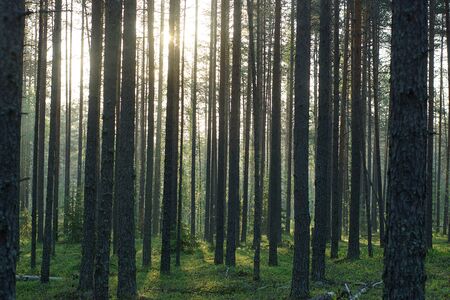 Tall pine trunks lit by the morning sun in summer.の写真素材