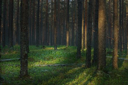 Summer glade of lilies of the valley in a pine forest at sunrise.の写真素材