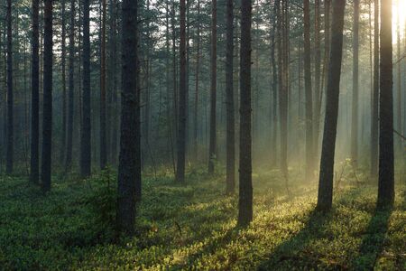 Landscape of the morning pine forest illuminated by the dawn sun.の写真素材