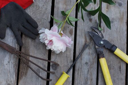 Garden tools and delicate peony flower on wooden backgroundの写真素材