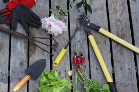 Garden tools, garden crop and delicate peony flower on wooden backgroundの写真素材