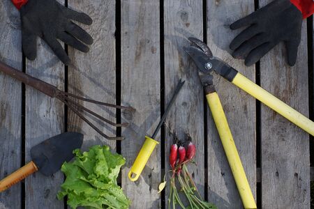 Several garden tools and harvest on a wooden background on a summer day in the village.の写真素材